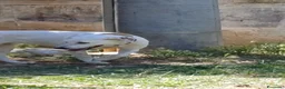 Meticcio cani in regalo: Lulù cagnolina meravigliosa - Annuncio 7