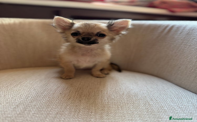 Chihuahua cani a Provincia di Brescia - Annuncio 12