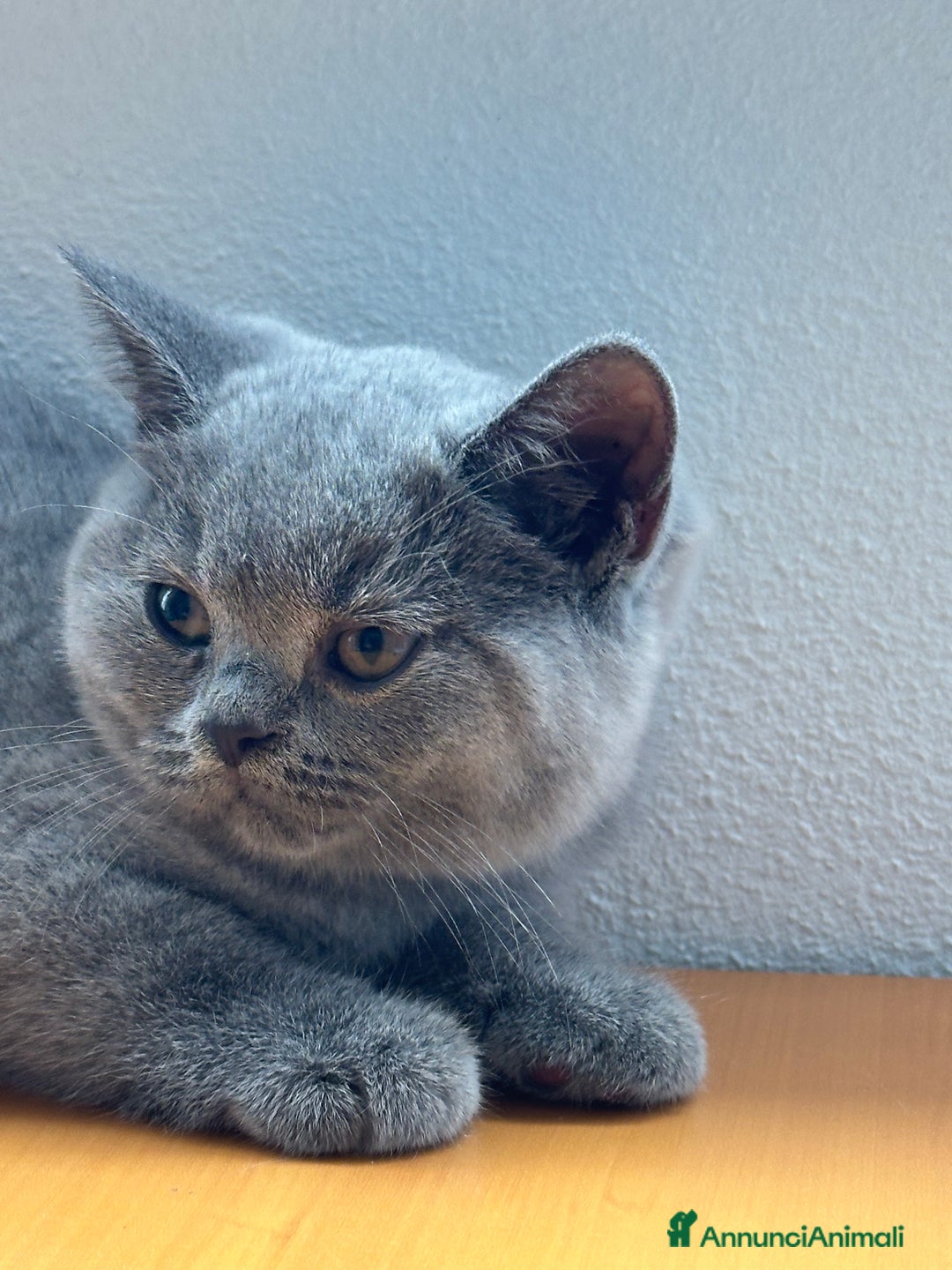 British gatti in vendita: Cuccioli di vero British Shorthair  a Città Metropolitana di Bologna - Annuncio 5