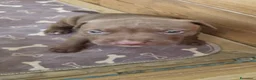 Pitbull cani in vendita: American pitbull terrier ukc - Annuncio 7