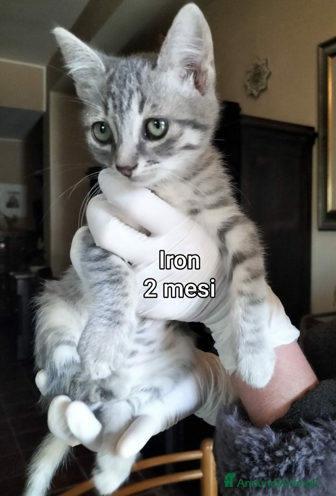 Meticcio gatti in regalo: GATTINI ABBANDONATI: EMERGENZA  - Annuncio 3