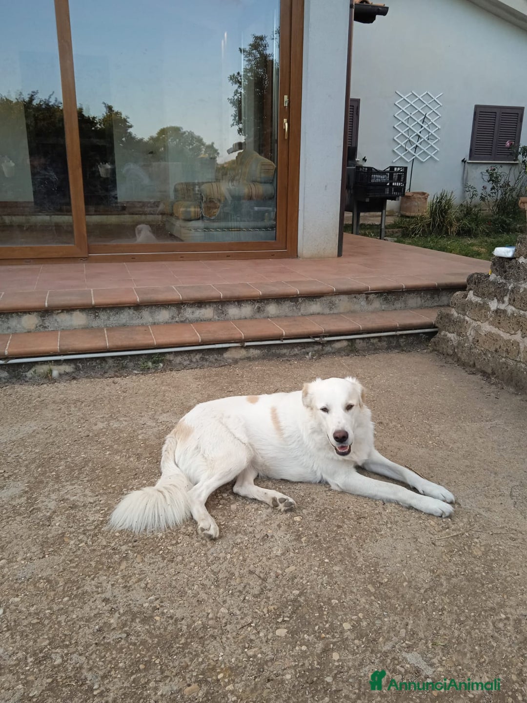 Pastore Maremmano cani in regalo: Meravigliosa Marlene  a Provincia di Viterbo - Annuncio 7