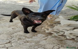 Meticcio cani in regalo: Artù, 9 mesi a Provincia di Bergamo - Immagine 4