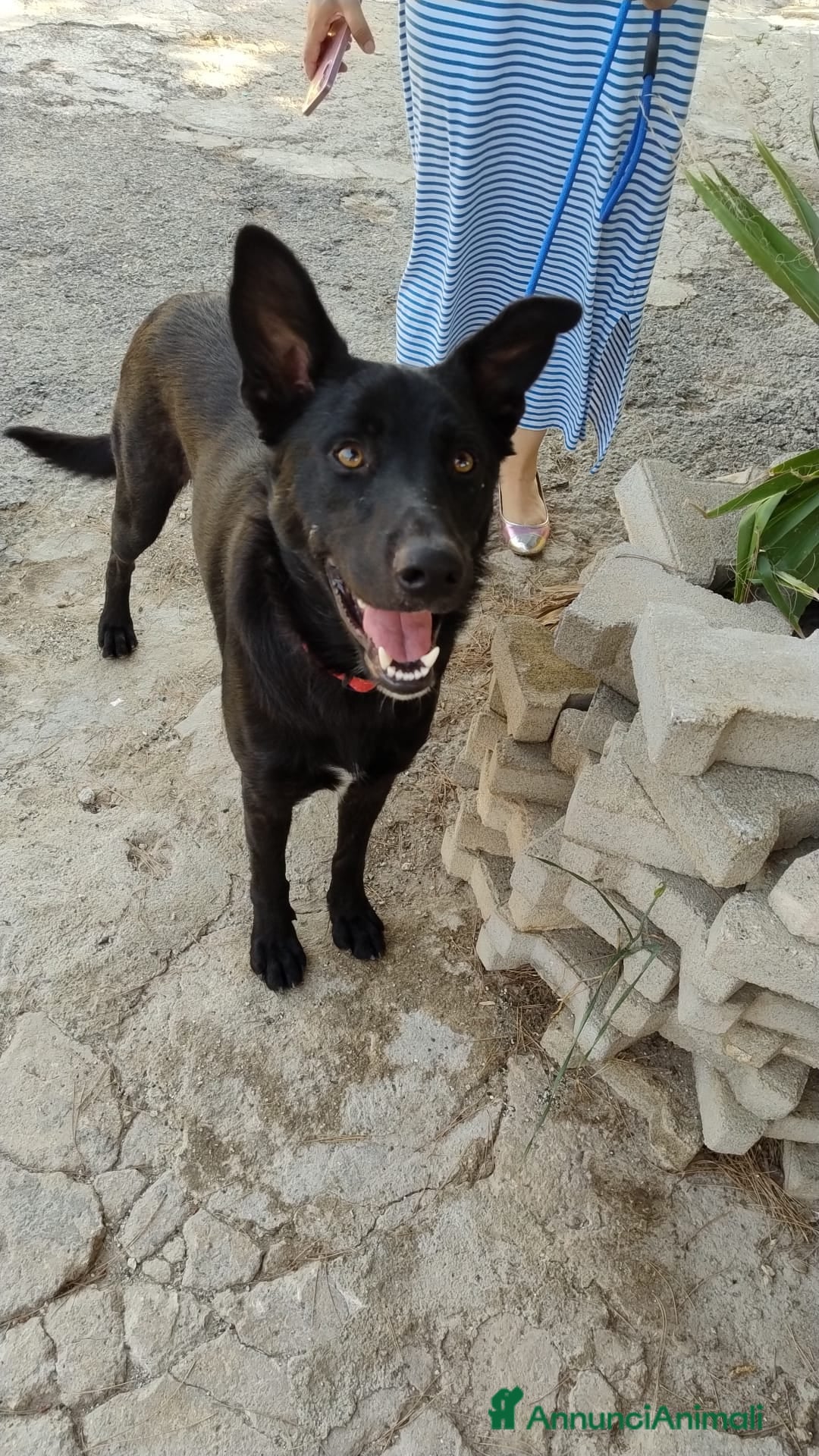 Meticcio cani in regalo: Artù, 9 mesi a Provincia di Bergamo - Immagine 4