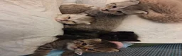 Altre razze gatti in vendita: Meravigliosi Cuccioli in Arrivon  🐾 - Annuncio 9