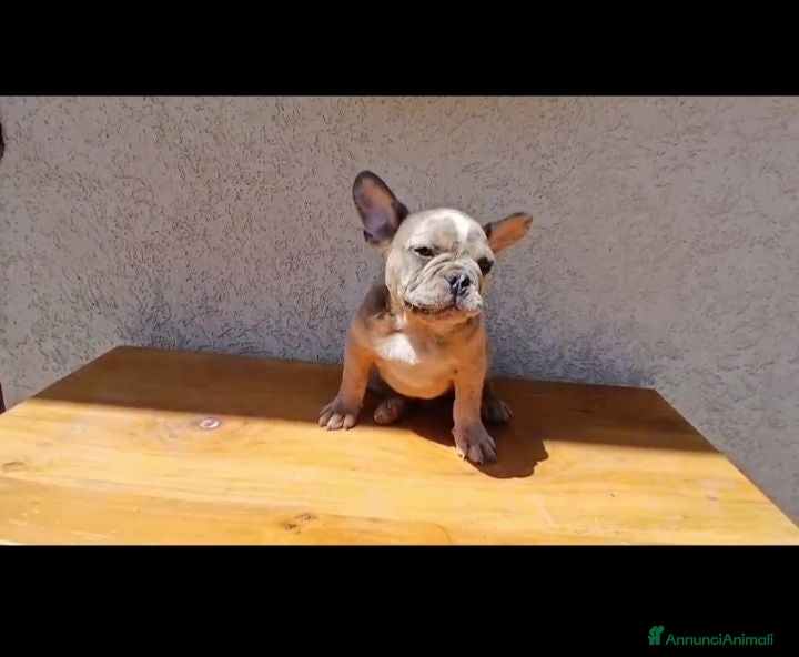 Bulldog Francese cani Bulldog francese lillac merle - Annuncio 16