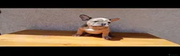 Bulldog Francese cani in vendita: Bulldog francese lillac merle - Annuncio 1