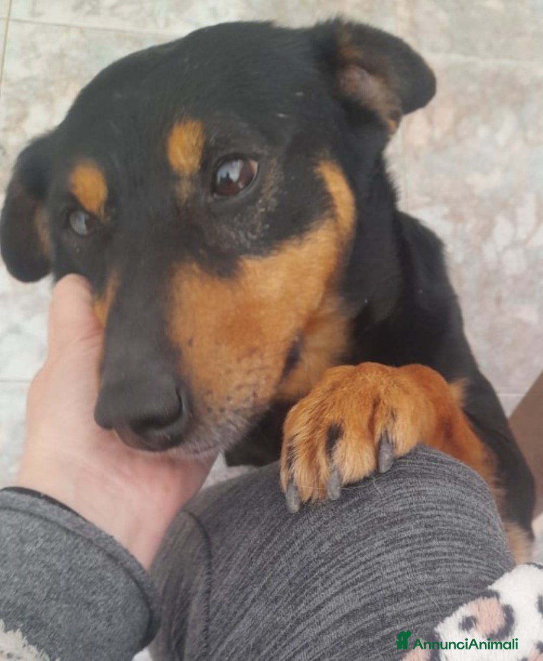 Meticcio gatti in regalo: Nero focato 4/5anni kg9 vissuto a catena OK GATTI a Città metropolitana di Milano - Immagine 5