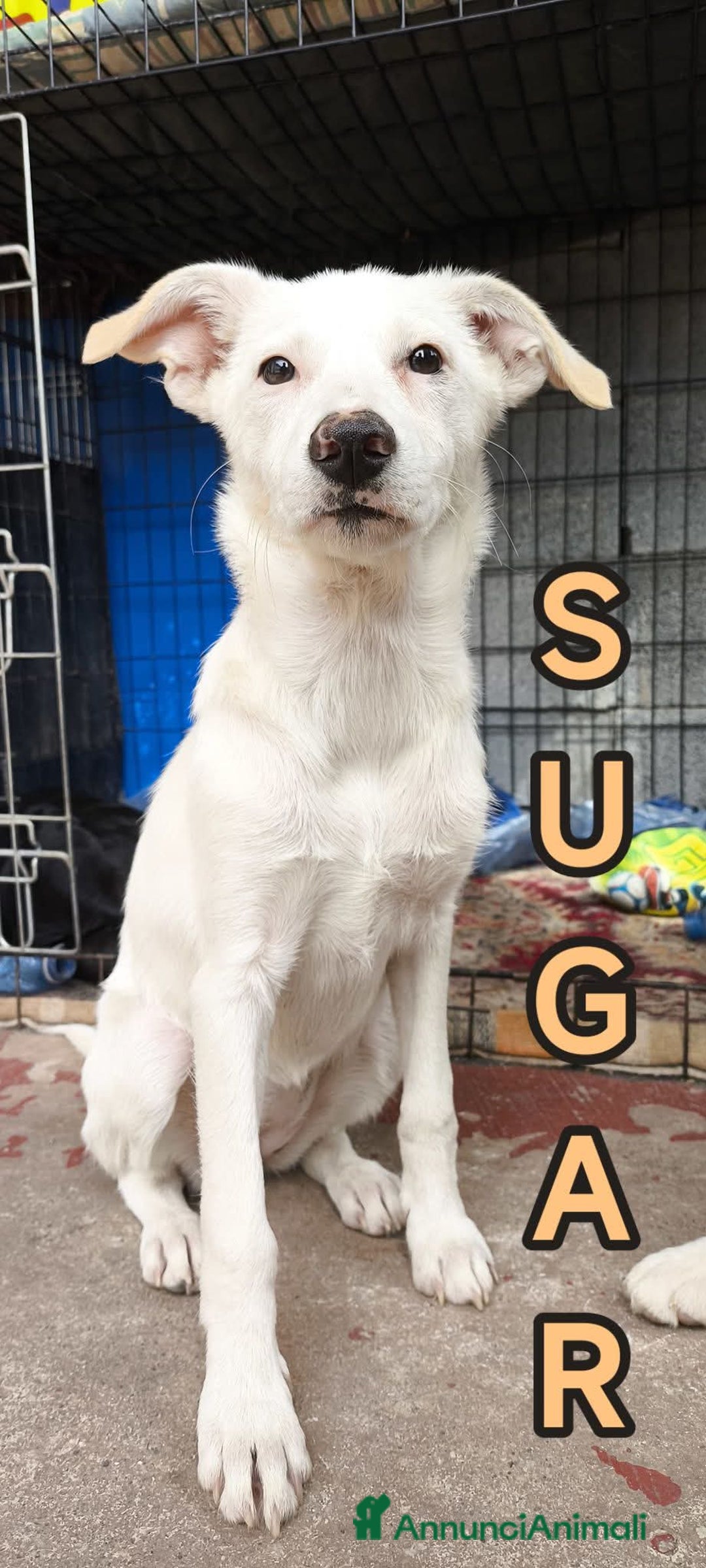 Meticcio cani in regalo: Sugar non la vuole nessuno - Annuncio 1