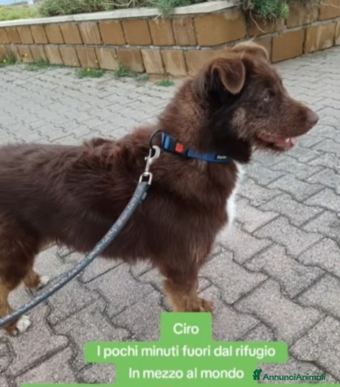 Meticcio cani in regalo: Ciro 2anni marrone fulvo occhi ambra splendido!SUD a Città metropolitana di Milano - Annuncio 3