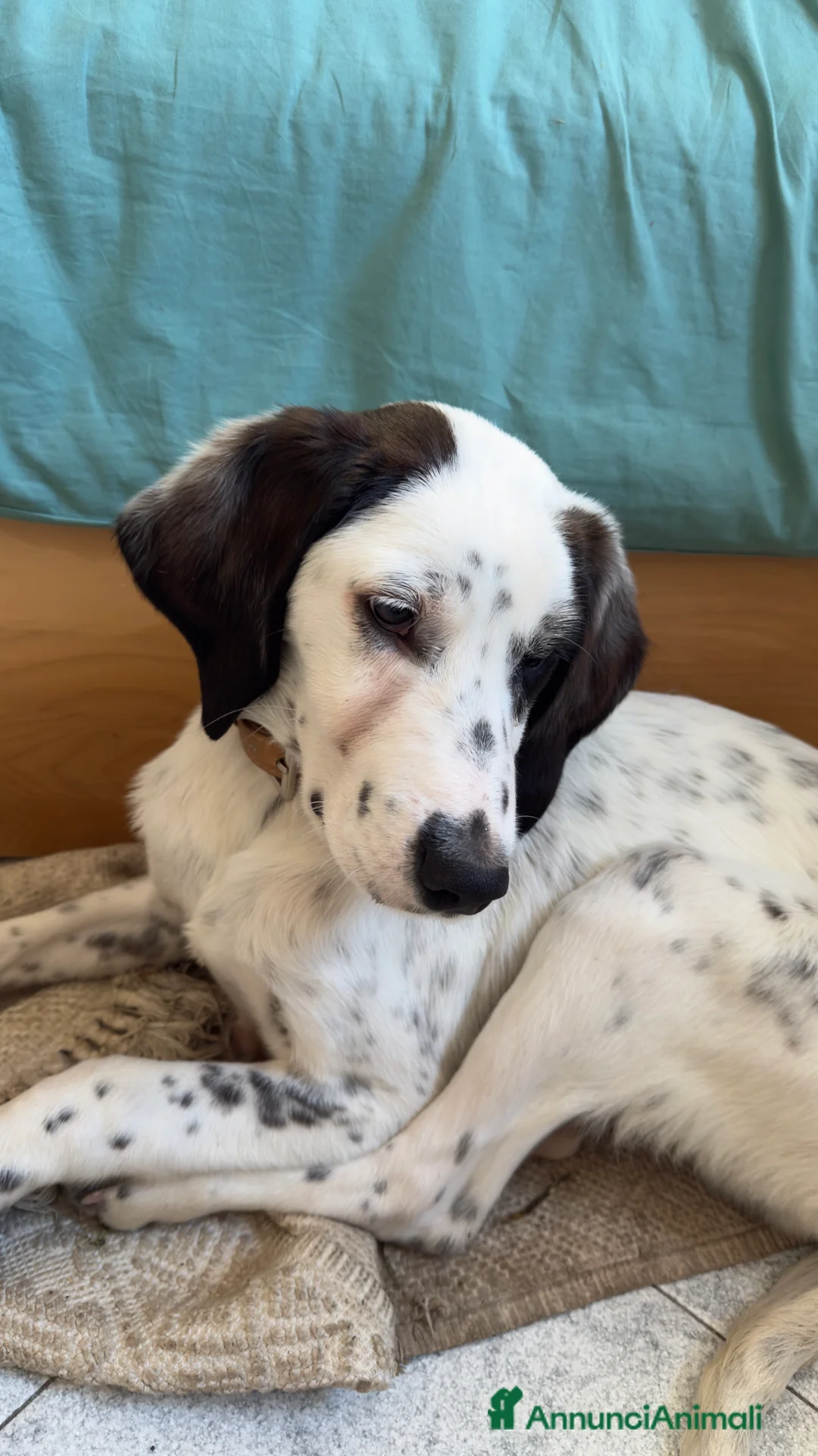 Meticcio cani in regalo: Regalo cucciolo di 4 mesi a Provincia di Varese - Annuncio 1