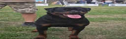 Rottweiler cani in vendita: Cuccioli Rottweiler - Annuncio 12