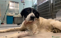 Meticcio cani in regalo: Adulto medio grande occhi tristi..CHI LO VORRÀ?SUD a Città metropolitana di Milano - Immagine 1