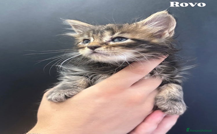 Maine Coon gatti a Provincia di Novara - Annuncio 16