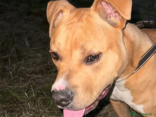 Pitbull cani pitbull terrier - Annuncio 1