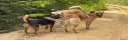 Pastore Tedesco cani in regalo: ANNIE intelligenza da Pastore, cuore da coccolona! - Annuncio 9