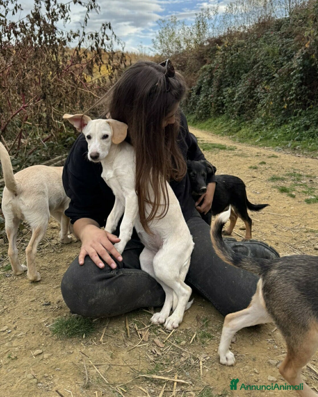 Meticcio cani in regalo: 6 CUCCIOLI NANETTI cercano coccole! - Annuncio 7