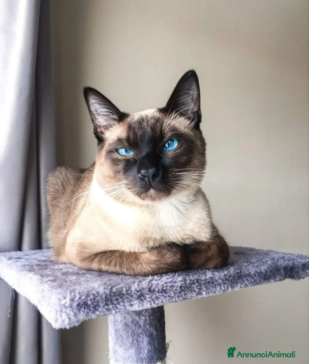 Abissino gatti in vendita: Gattini rossi  mix  - Annuncio 2