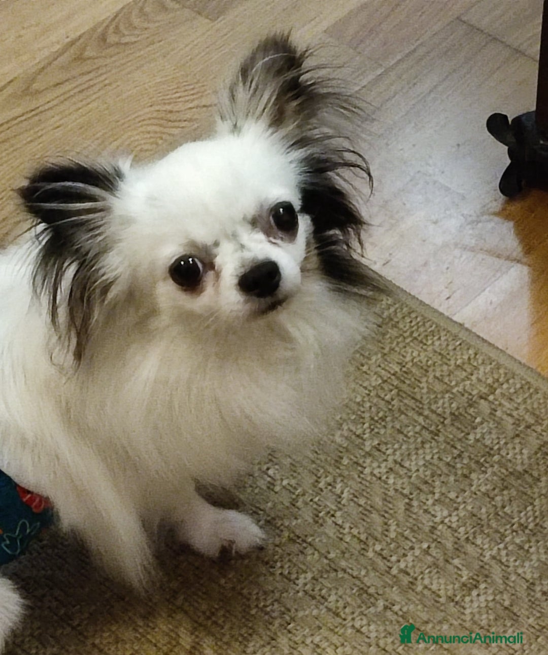 Chihuahua cani in vendita: Chihuahua cuccioli mini pedigree ENCI  - Annuncio 1