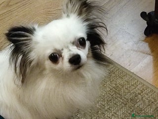 Chihuahua cani Chihuahua cuccioli mini pedigree ENCI - Annuncio 11