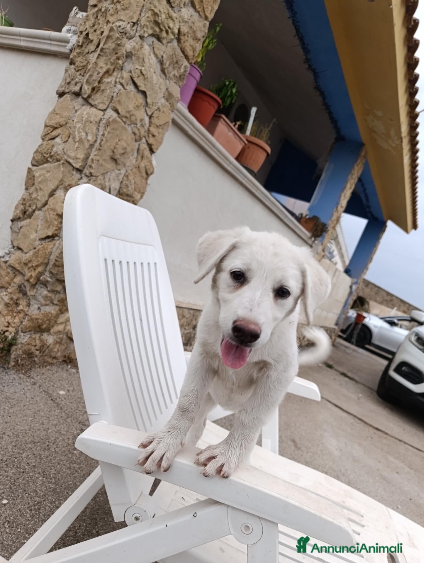 Pastore Abbruzzese Maremmano cani Maremmano da adottare  - Annuncio 3