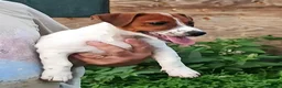 Jack Russell cani in vendita: Cucciolata jack Russell terrier con pedigree  - Annuncio 6