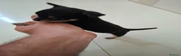 Chihuahua cani in vendita: Chihuahua femmina - Annuncio 6