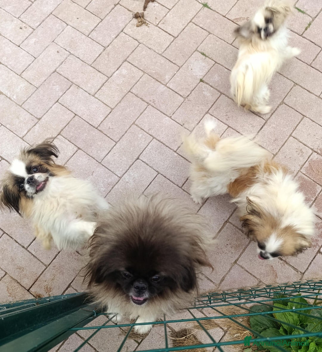 Pechinese cani in vendita: Pechinese a Province of Pavia - Annuncio 4