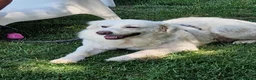 Meticcio cani in regalo: Fatima dolcissima e bravissima con tutti a Città Metropolitana di Firenze - Annuncio 15