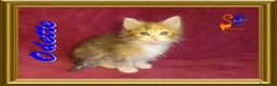 Siberiano gatti in vendita: cuccioli gattini siberiani - Annuncio 2