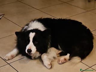 Border Collie cani Funny Border Collie 9anni ex fattrice.MILANO SOS a Città metropolitana di Milano - Annuncio 1