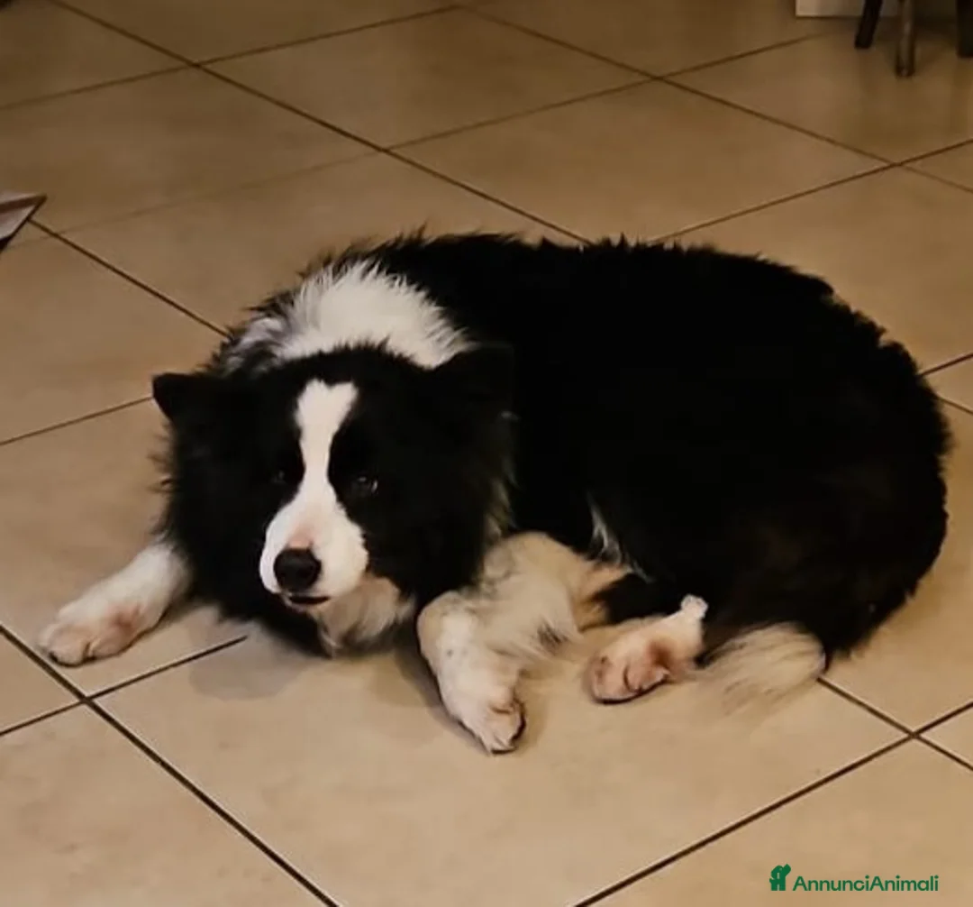 Border Collie cani in regalo: Funny Border Collie 9anni ex fattrice.MILANO SOS a Città metropolitana di Milano - Annuncio 1