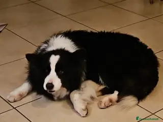 Border Collie cani Funny Border Collie 9anni ex fattrice.MILANO SOS a Città metropolitana di Milano - Annuncio 1