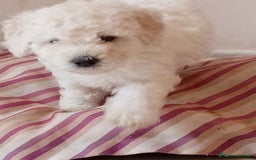 Barboncino cani in vendita: Barboncino Nano a Provincia di Avellino - Immagine 7