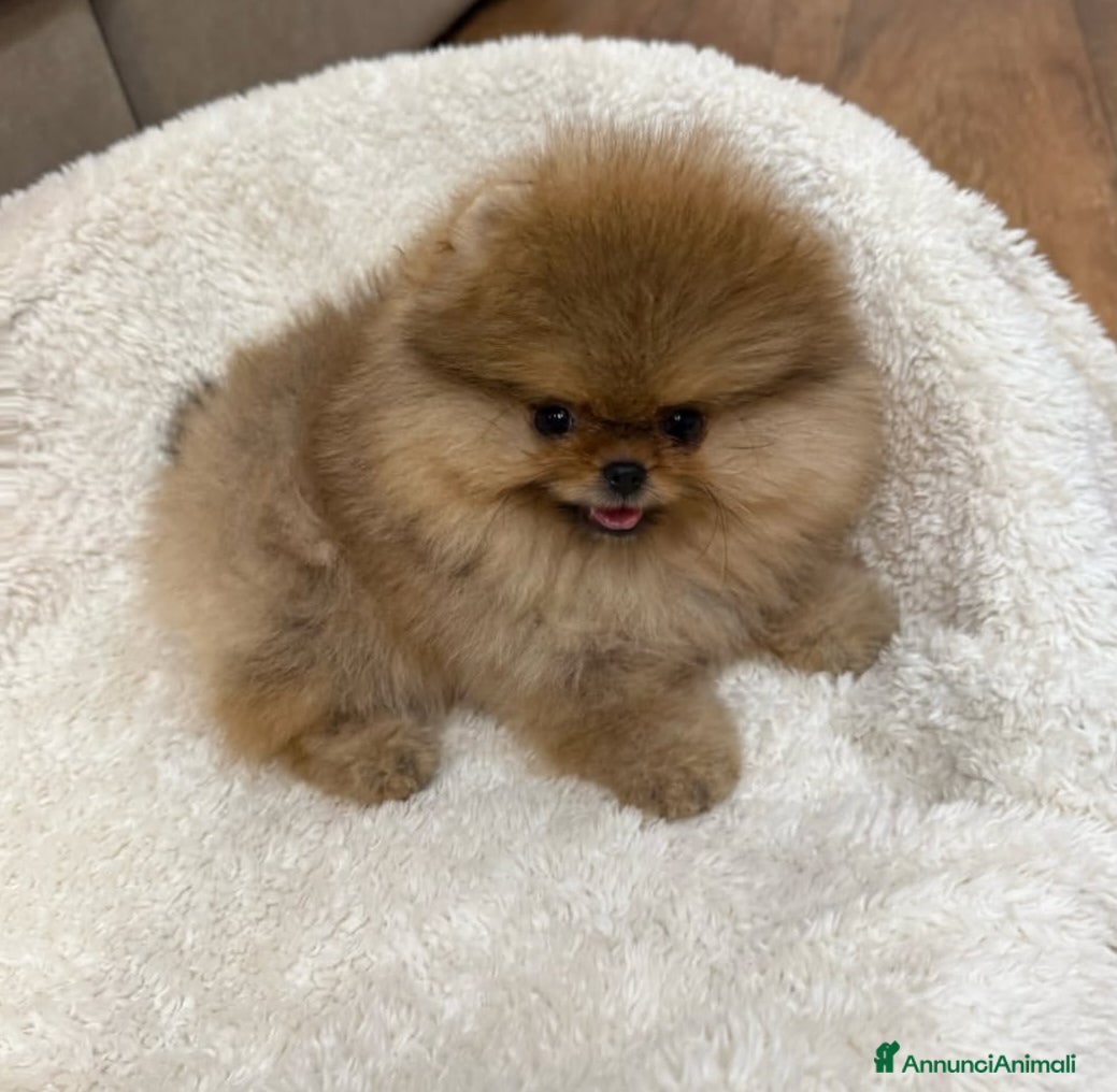 Volpino Pomerania cani Volpini pomerania  - Annuncio 1