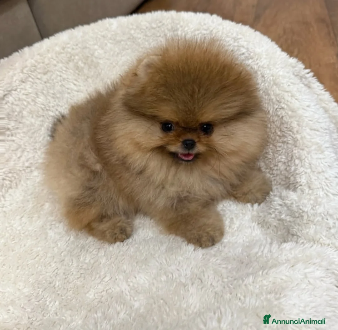 Volpino Pomerania cani in vendita: Volpini pomerania  - Annuncio 1