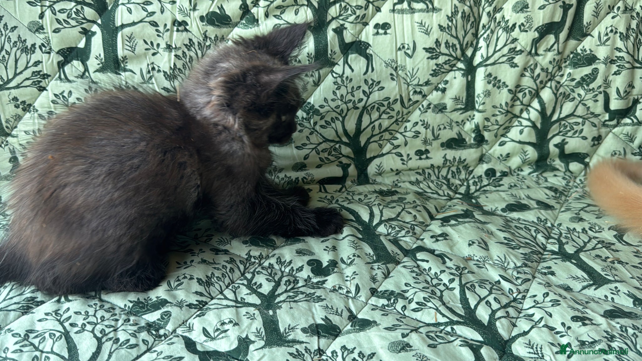Maine Coon gatti in vendita: Cuccioli di maine coon manto black smoke - Annuncio 21