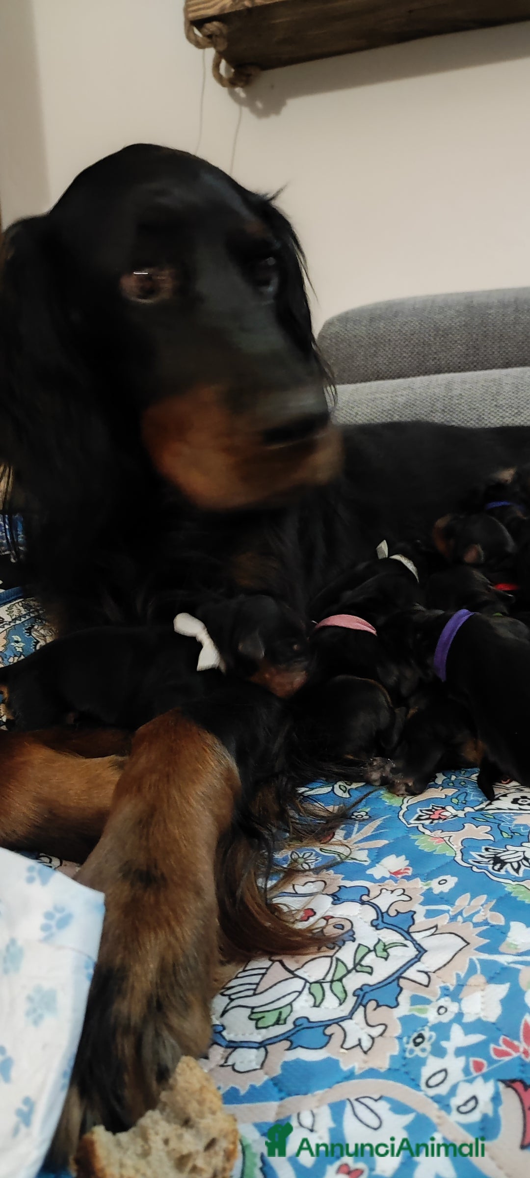 Setter Gordon cani in vendita: Cuccioli di Setter Gordon - Annuncio 12