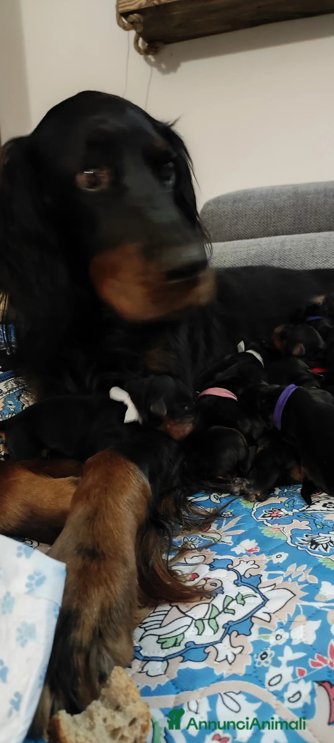 Setter Gordon cani in vendita: Cuccioli di Setter Gordon - Annuncio 12