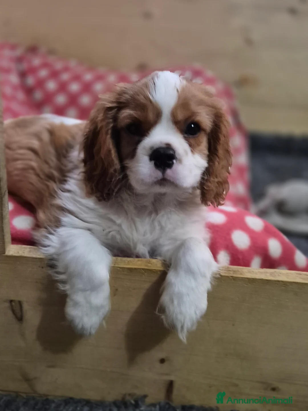 Cavalier King cani in vendita: Cuccioli Cavalier King Charles Spaniel  - Annuncio 3