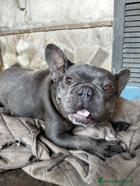 Bulldog Francese cani MATILDE  molto giocosa! - Annuncio 3