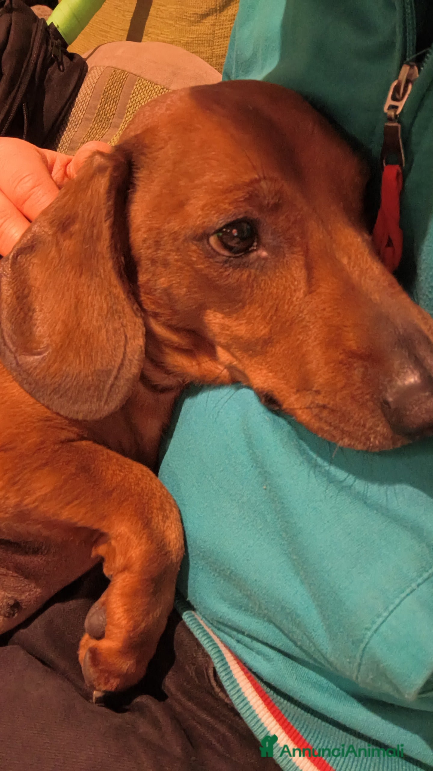 Bassotto cani Monta a Città Metropolitana di Bologna - Annuncio 2