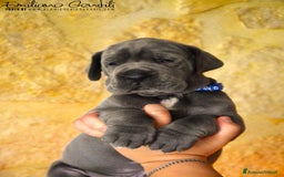 Alano cani in vendita: Cuccioli alani blu - Immagine 2