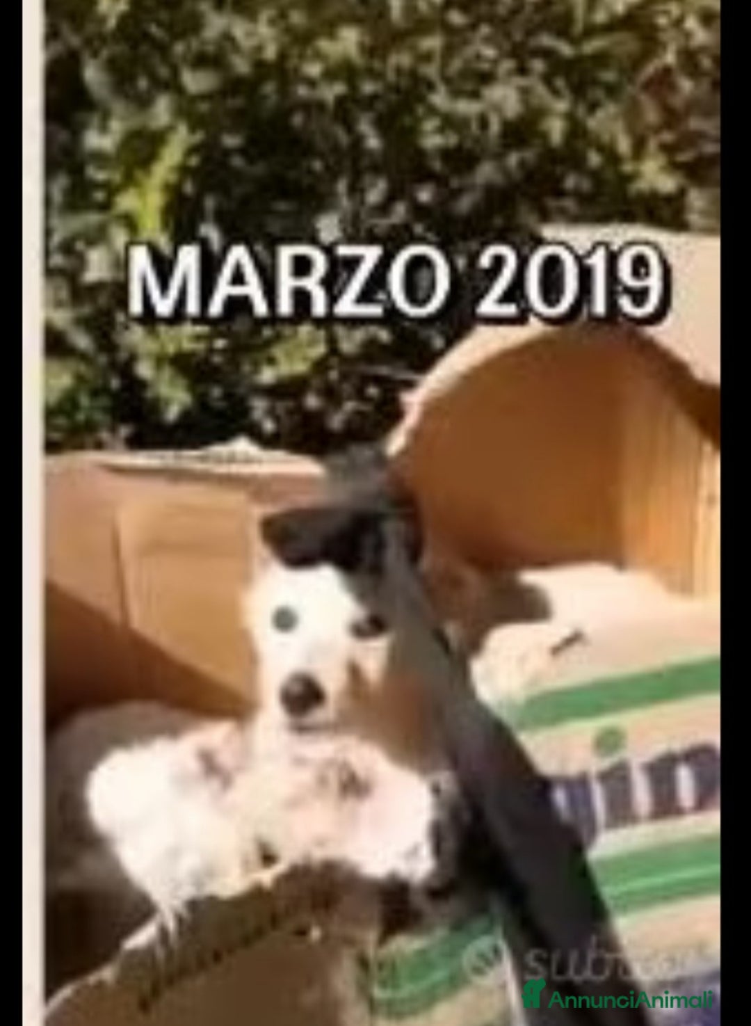 Meticcio cani in regalo: Mix Golden senza orecchie nessuno lo vuole!CALABRI a Città Metropolitana di Milano - Annuncio 6