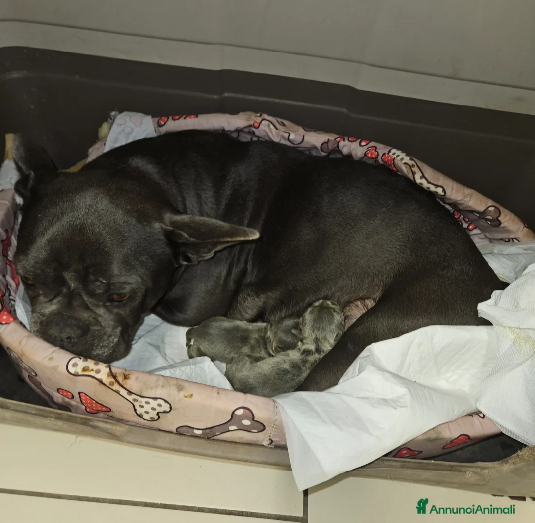 Bulldog Francese cani in vendita: Bulldog francese blue fawn - Annuncio 2