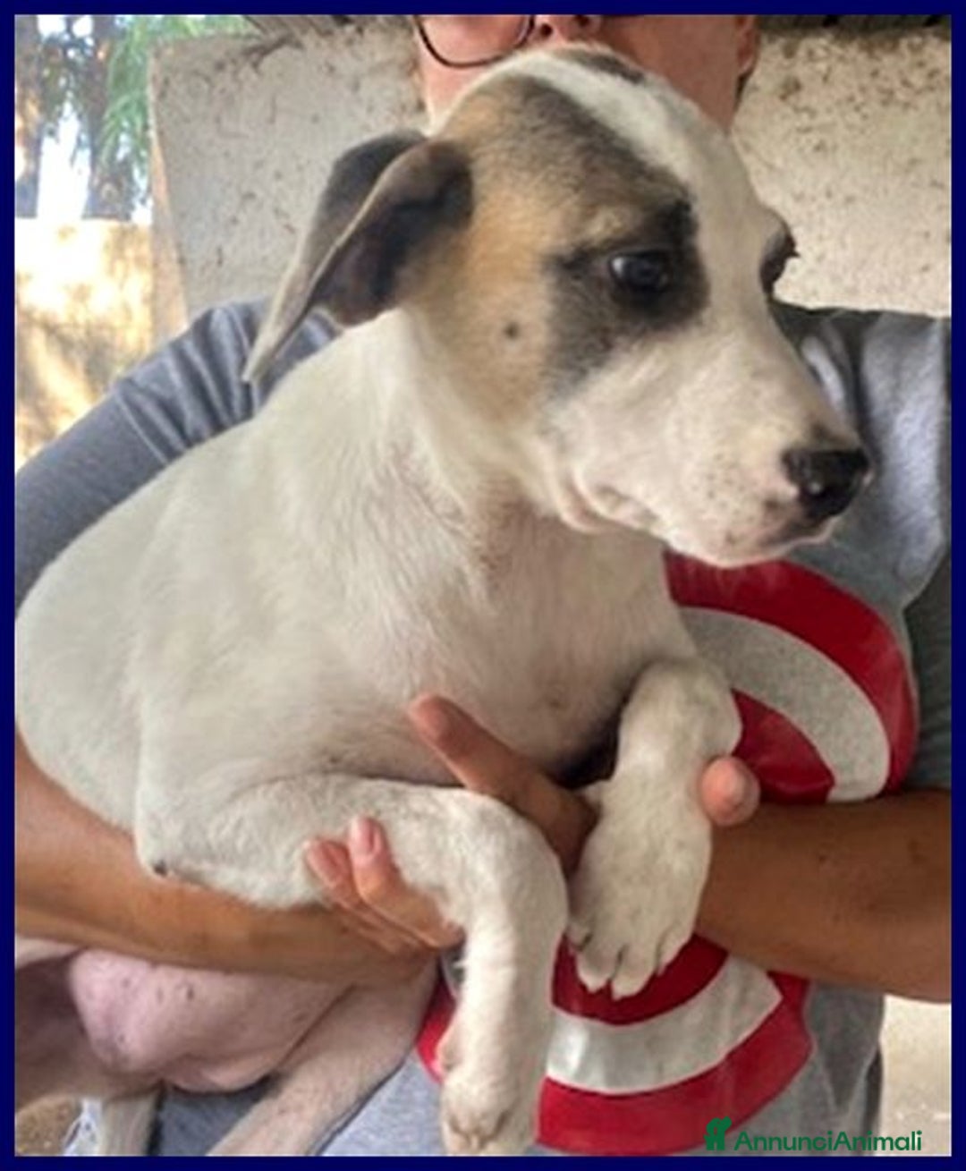 Meticcio cani in regalo: ZINNIA simil labrad. con la mascherina - Annuncio 1