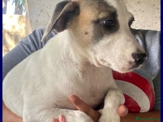 Meticcio cani ZINNIA simil labrad. con la mascherina - Annuncio 5