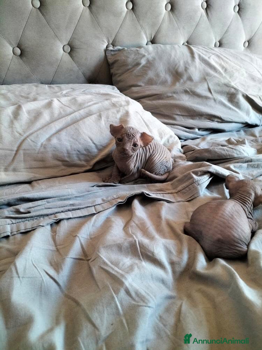 Sphynx gatti in vendita: Bellissimi cuccioli di sphynx con pedigree  - Annuncio 6