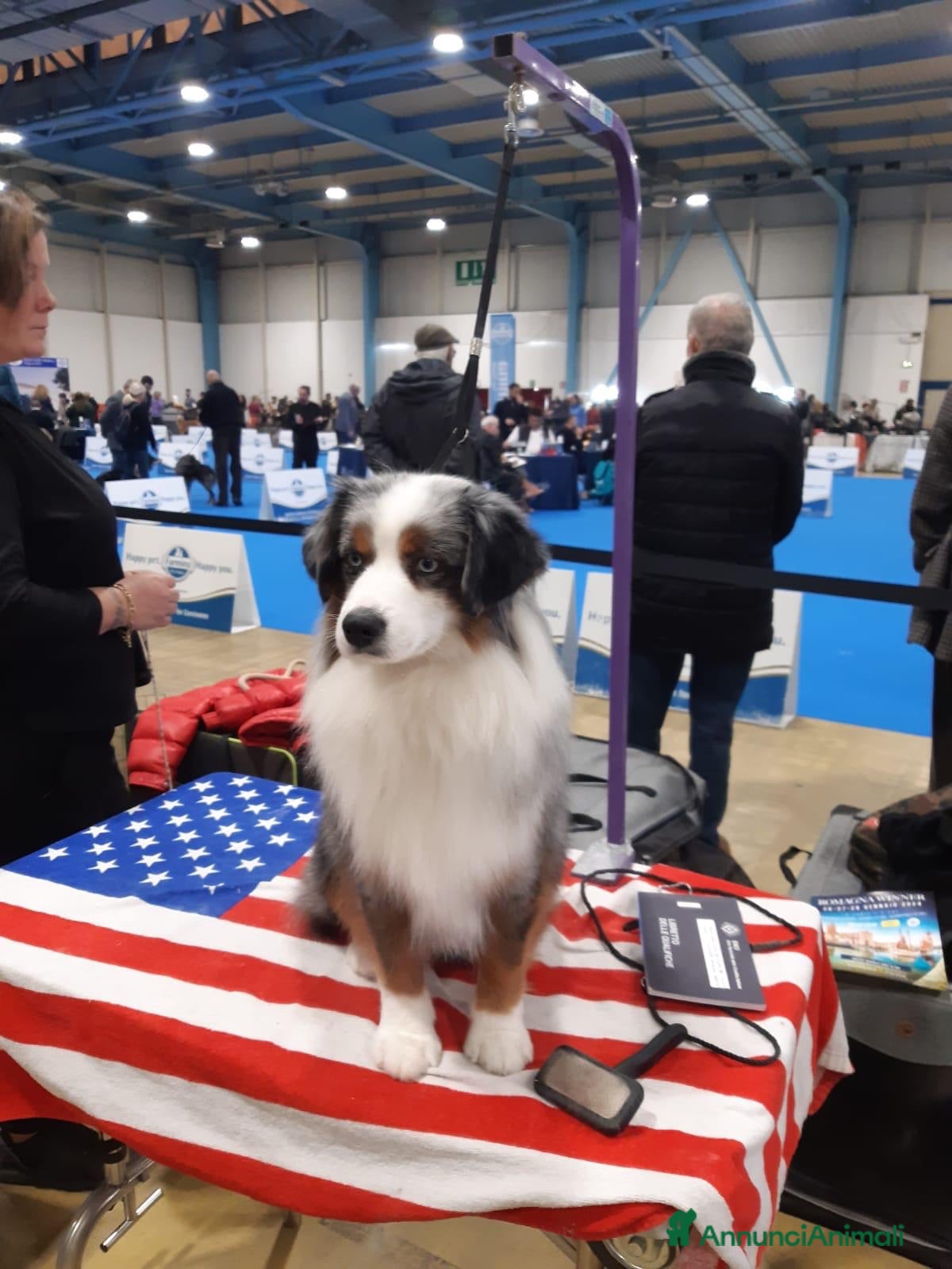 Miniature American Shepherd cani Cercasi femmina per accoppiamento  - Annuncio 7