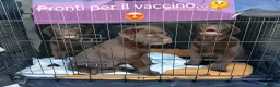 Labrador cani in vendita: Cucciola Labrador Chocolate - Annuncio 12